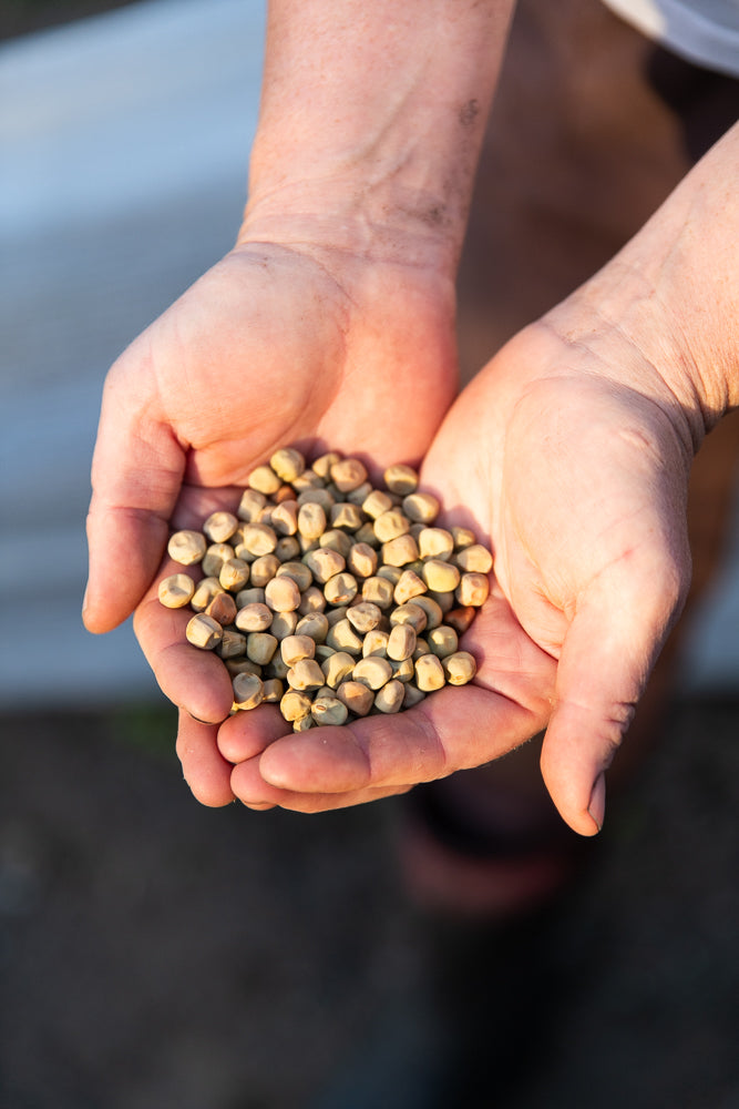 Cupped hands holding pea seeds