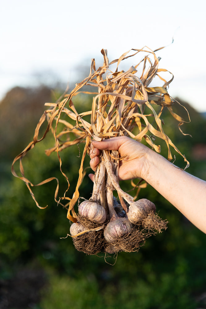 Hand holding a bundle of dried garlic in the air against a blurred natural background