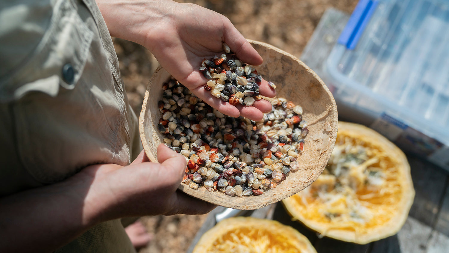 Person holding a gourd bowl of heritage corn seeds